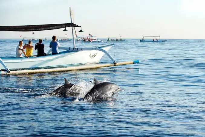 Dolphins